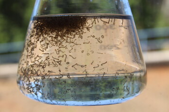 Índice de infestação do mosquito da dengue aumenta e põe cidade em alerta