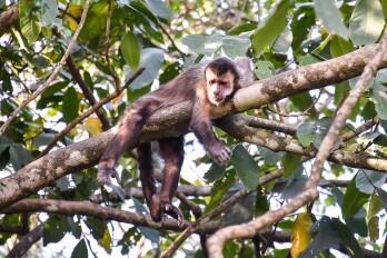 Macaco prego atacado por ouriço é socorrido pela Vigilância Sanitária e tratado na Unipar