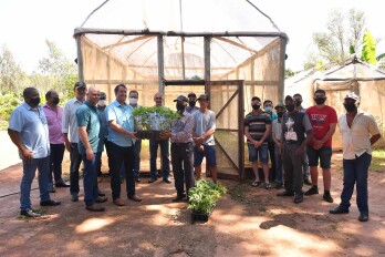 Produtores investem no cultivo de mamão com mudas distribuídas pelo município